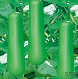 瓠子是涼性的嗎？如何辨別涼性食物與寒性食物？