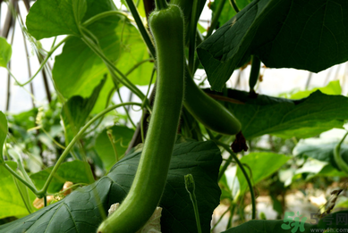 瓠子是涼性的嗎？如何辨別涼性食物與寒性食物？