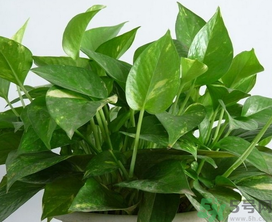 客廳放什么植物好？客廳植物選什么好？