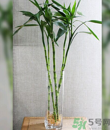 客廳放什么植物好？客廳植物選什么好？