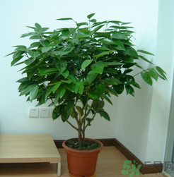 客廳放什么植物好？客廳植物選什么好？