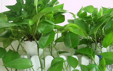 臥室放什么植物好？臥室植物放什么好？