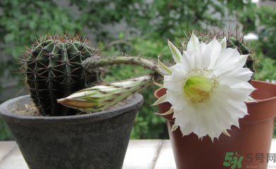 臥室放什么植物好？臥室植物放什么好？