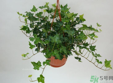 臥室放什么植物好？臥室植物放什么好？