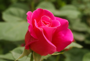 什么植物吸收甲醛最好？吸收甲醛的室內(nèi)植物