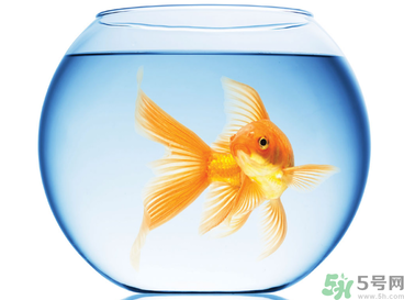 家里養(yǎng)魚好嗎？家里養(yǎng)魚有什么講究？