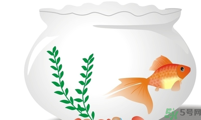 家里養(yǎng)魚好嗎？家里養(yǎng)魚有什么講究？