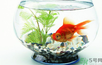 家里養(yǎng)魚好嗎？家里養(yǎng)魚有什么講究？