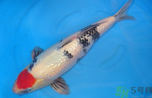 家里養(yǎng)什么魚好？家里養(yǎng)魚幾條最好？