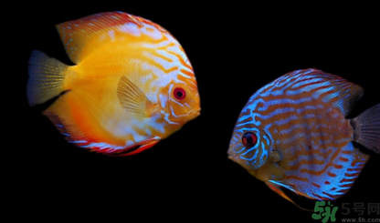 家里養(yǎng)什么魚好？家里養(yǎng)魚幾條最好？