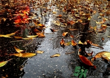 一場(chǎng)秋雨一場(chǎng)寒的意思?一場(chǎng)秋雨一場(chǎng)寒從什么時(shí)候開(kāi)始?