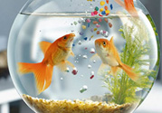 家里養(yǎng)魚好嗎？家里養(yǎng)魚有什么講究？