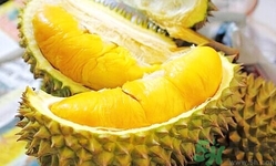 榴蓮能放冰箱嗎？榴蓮放在冰箱能保存幾天？