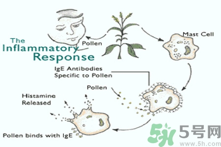 花粉過敏的表現(xiàn)是什么？如何有效的預(yù)防花粉過敏？