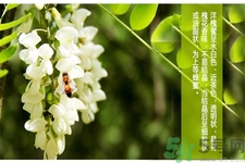 洋槐蜜是什么？洋槐蜜的作用與功效有哪些？
