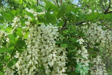 洋槐蜜的鑒別方法是什么？洋槐蜜多少錢一斤？