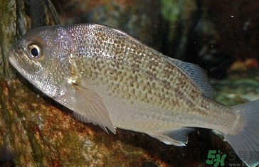 魚(yú)眼睛可以吃嗎？吃魚(yú)眼睛有什么好處？