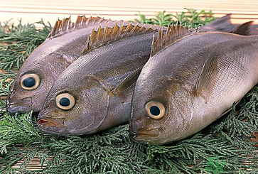 魚(yú)眼睛可以吃嗎？吃魚(yú)眼睛有什么好處？
