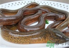 鰻魚(yú)是黃鱔嗎?鰻魚(yú)和鱔魚(yú)的區(qū)別