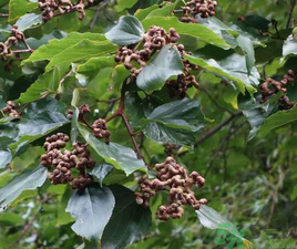 萬(wàn)壽果的功效與作用 萬(wàn)壽果的保健功效 萬(wàn)壽果的功效與作用 萬(wàn)壽果的保健功效