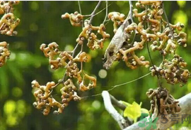 萬(wàn)壽果的功效與作用 萬(wàn)壽果的保健功效 萬(wàn)壽果的功效與作用 萬(wàn)壽果的保健功效