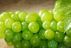 吃葡萄可以喝豆?jié){嗎?葡萄能和豆?jié){一起吃嗎? 吃葡萄可以喝豆?jié){嗎?葡萄能和豆?jié){一起吃嗎?