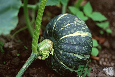 南瓜藤的功效作用有哪些？南瓜藤的食用價(jià)值是什么？