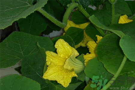 南瓜藤的功效作用有哪些？南瓜藤的食用價(jià)值是什么？