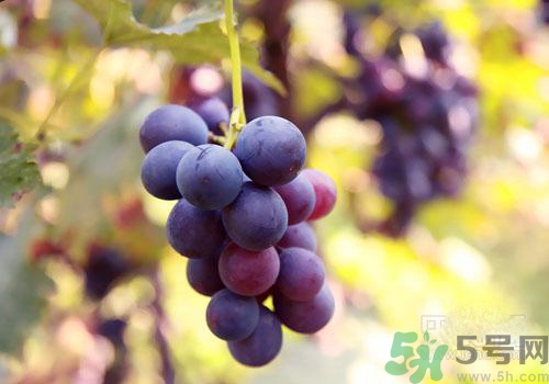 吃葡萄要吐皮嗎？吃葡萄皮好不好？