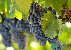 吃葡萄要吐皮嗎？吃葡萄皮好不好？