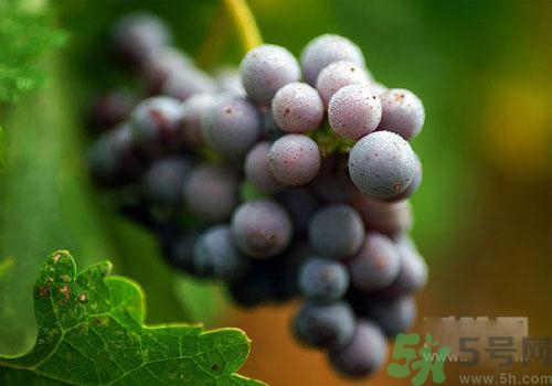 吃葡萄要吐皮嗎？吃葡萄皮好不好？