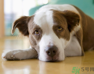 孕婦可以養(yǎng)狗嗎？養(yǎng)狗對孕婦有影響嗎？