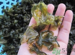 地皮菜是發(fā)物嗎？地皮菜的功效與禁忌