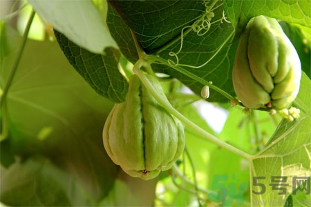 佛手瓜的功效與作用是什么？佛手瓜的營(yíng)養(yǎng)價(jià)值有哪些？