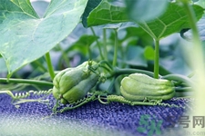 佛手瓜的功效與作用是什么？佛手瓜的營(yíng)養(yǎng)價(jià)值有哪些？