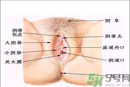 外陰瘙癢怎么回事？外陰瘙癢的原因是什么？