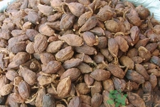 草果是什么？草果的功效與作用