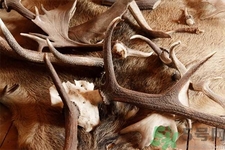 鹿角霜的藥用價值是什么？鹿角霜的功效和作用