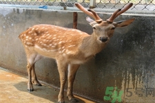 鹿角霜的藥用價值是什么？鹿角霜的功效和作用