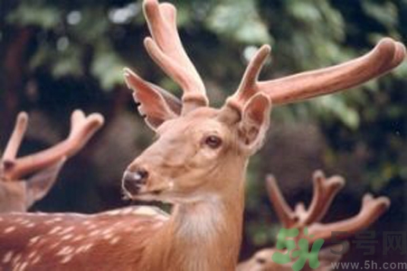 鹿角霜的藥用價值是什么？鹿角霜的功效和作用