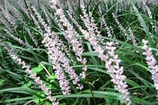 麥冬的營養(yǎng)價值有哪些？麥冬的功效與作用是什么？