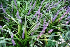 麥冬的營養(yǎng)價值有哪些？麥冬的功效與作用是什么？