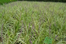 麥冬的營養(yǎng)價值有哪些？麥冬的功效與作用是什么？