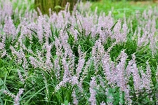 麥冬的營養(yǎng)價值有哪些？麥冬的功效與作用是什么？