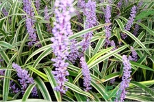 麥冬的營養(yǎng)價值有哪些？麥冬的功效與作用是什么？