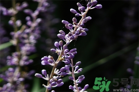 麥冬泡水喝的功效有哪些？麥冬泡水有什么禁忌？