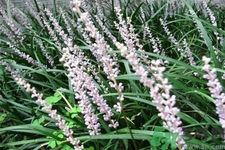 麥冬泡水喝的功效有哪些？麥冬泡水有什么禁忌？