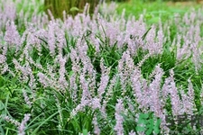 麥冬泡水喝的功效有哪些？麥冬泡水有什么禁忌？