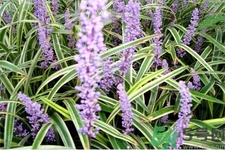 麥冬泡水喝的功效有哪些？麥冬泡水有什么禁忌？