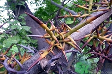 皂角刺的藥用價(jià)值是什么？皂角刺的功效與作用有哪些？